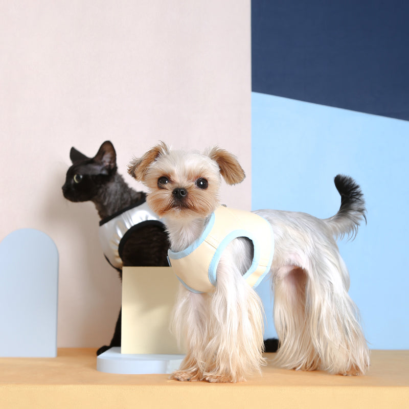 Chic & Comfortable Harnesses for Trendsetting Pups