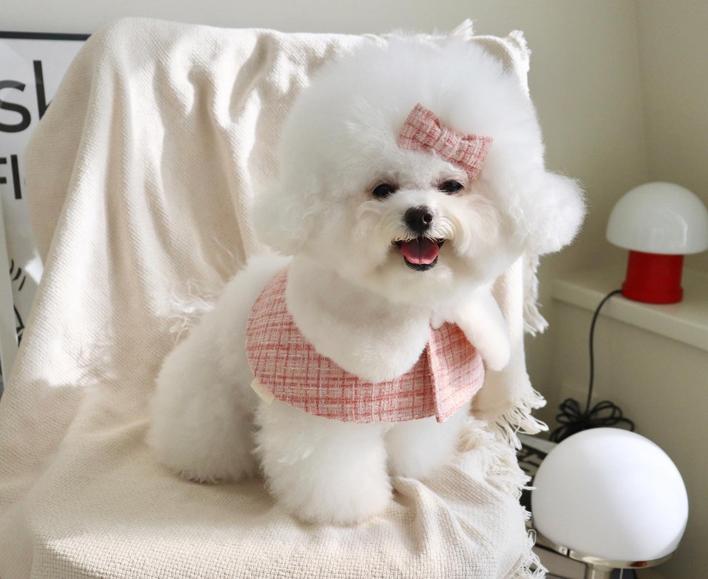 Pink Chambray Pet Poncho set(Cloak + Hat + Hair Clip)