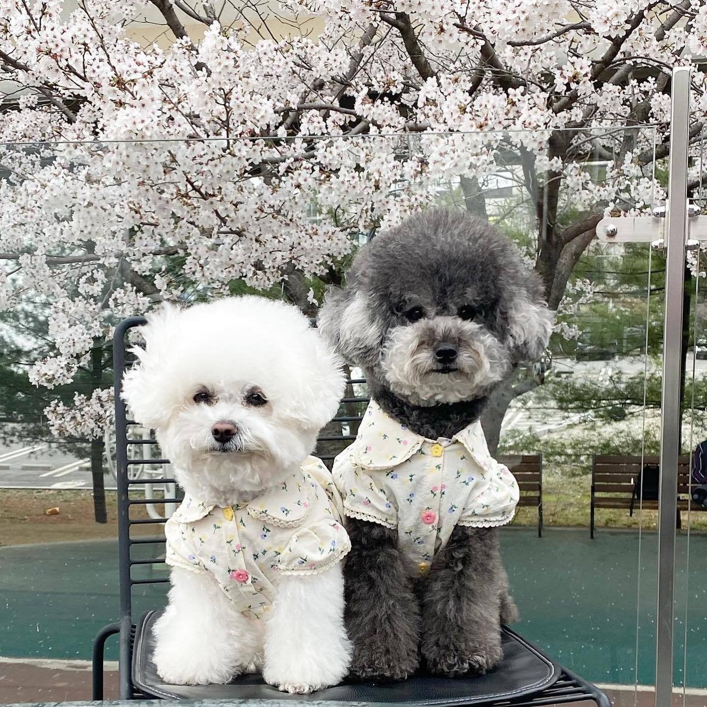 Springtime Blossoms: Adorable Floral Pet Dress for Stylish Pups