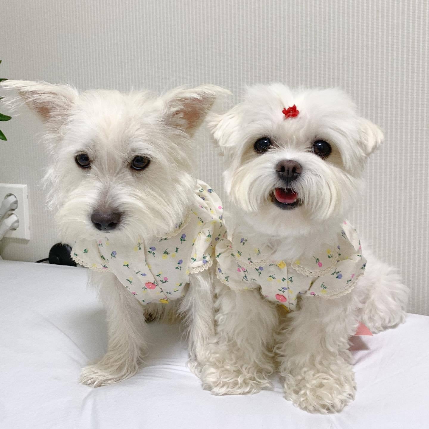 Springtime Blossoms: Adorable Floral Pet Dress for Stylish Pups