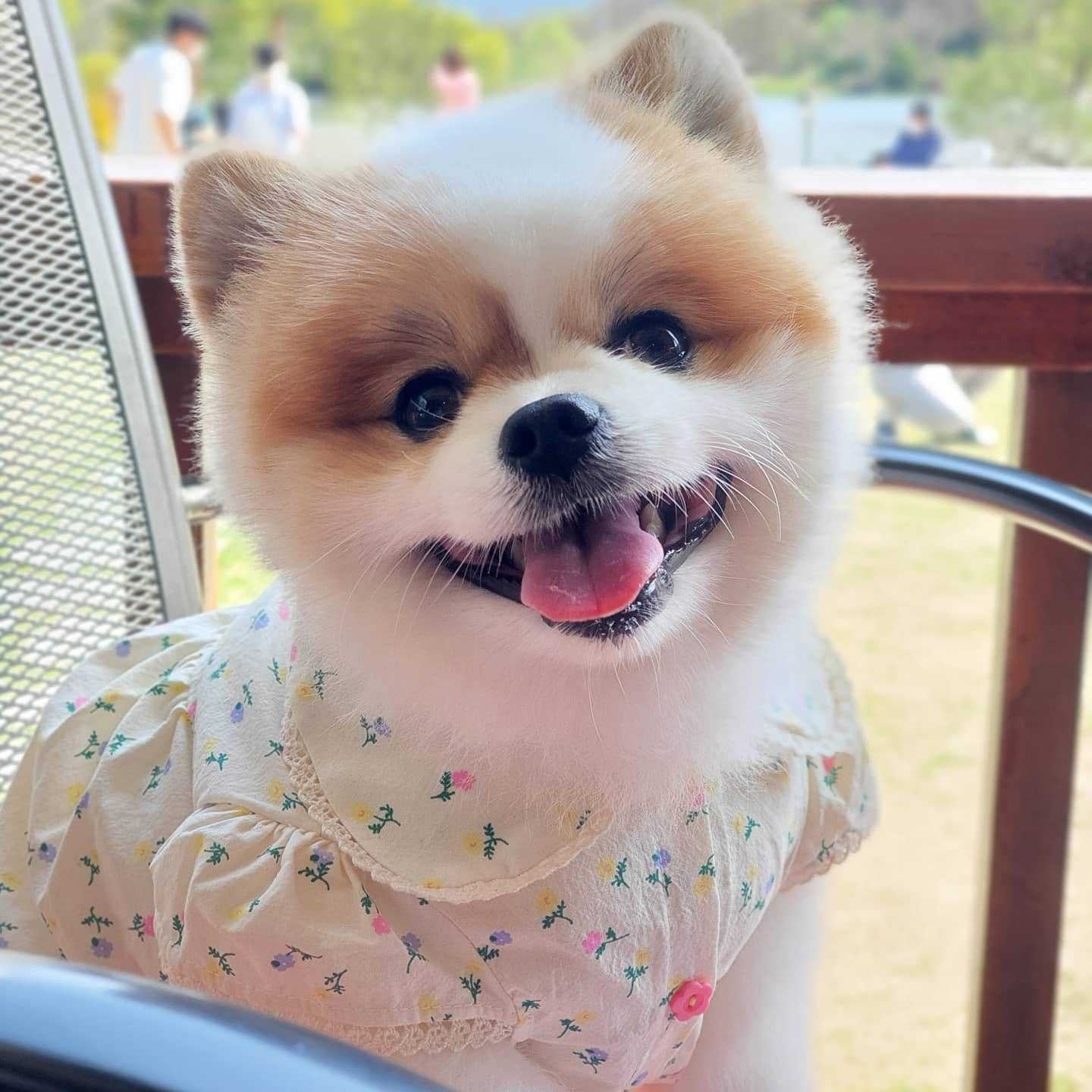 Springtime Blossoms: Adorable Floral Pet Dress for Stylish Pups