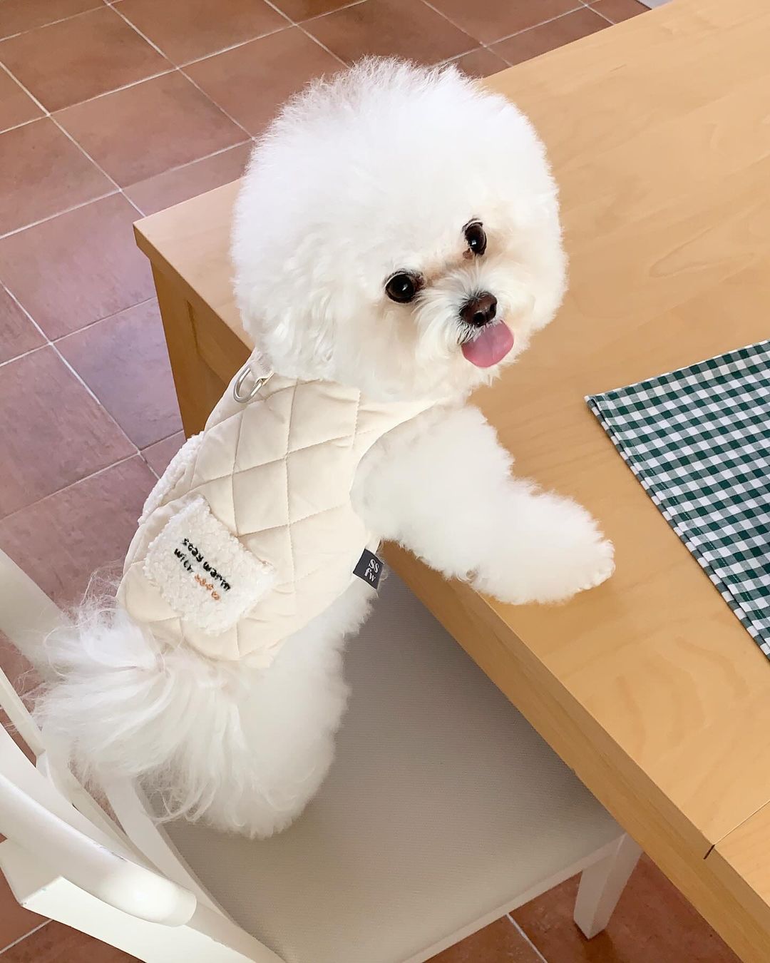 Winter Super Warm Pet Padded Vest-Chic Pup Winter Jacket – Fashion Meets Comfort