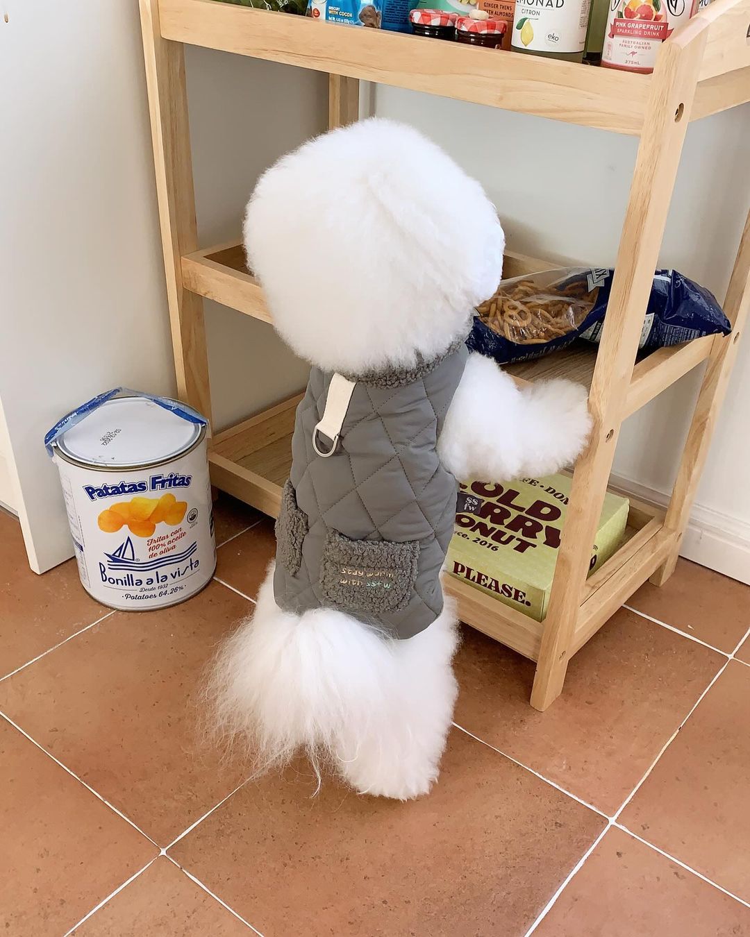 Winter Super Warm Pet Padded Vest-Chic Pup Winter Jacket – Fashion Meets Comfort