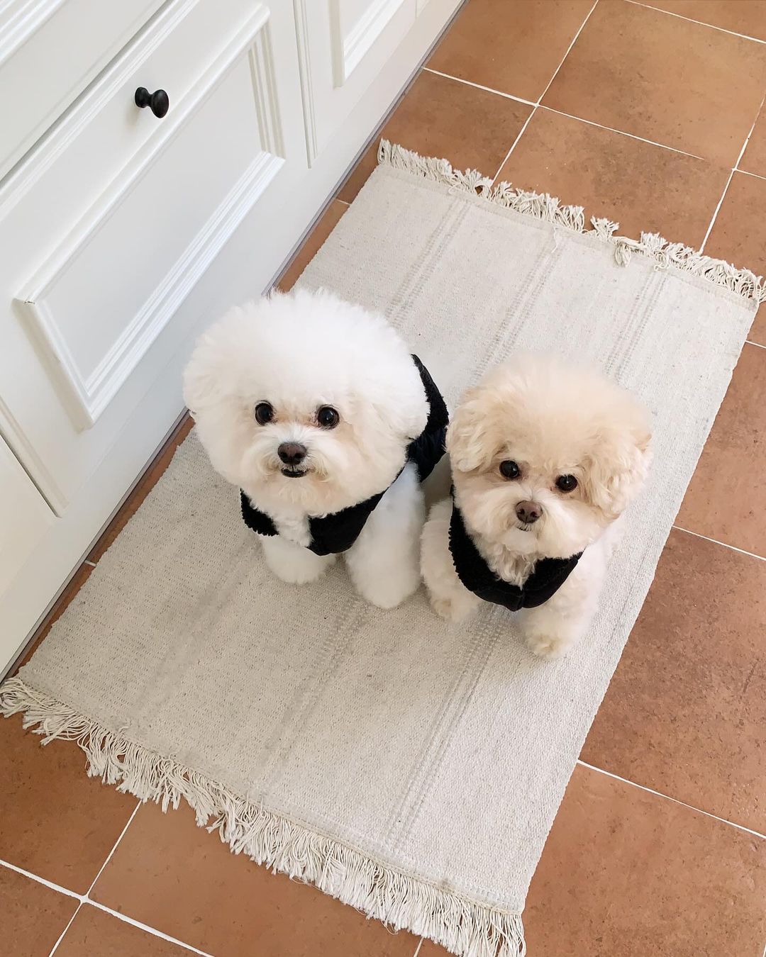 Winter Super Warm Pet Padded Vest-Chic Pup Winter Jacket – Fashion Meets Comfort