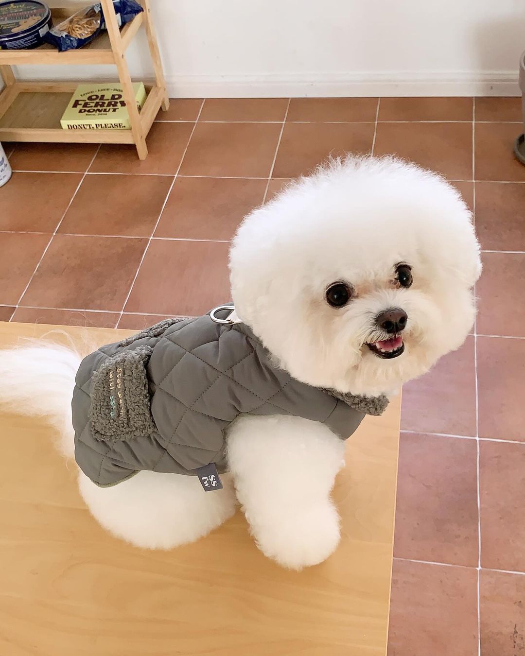 Winter Super Warm Pet Padded Vest-Chic Pup Winter Jacket – Fashion Meets Comfort