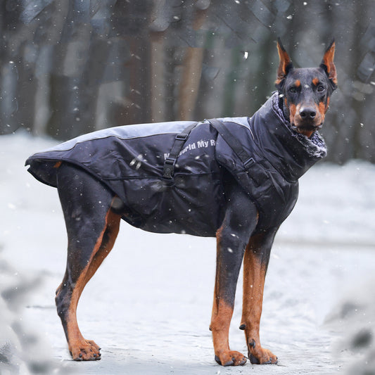 big dog clothes 