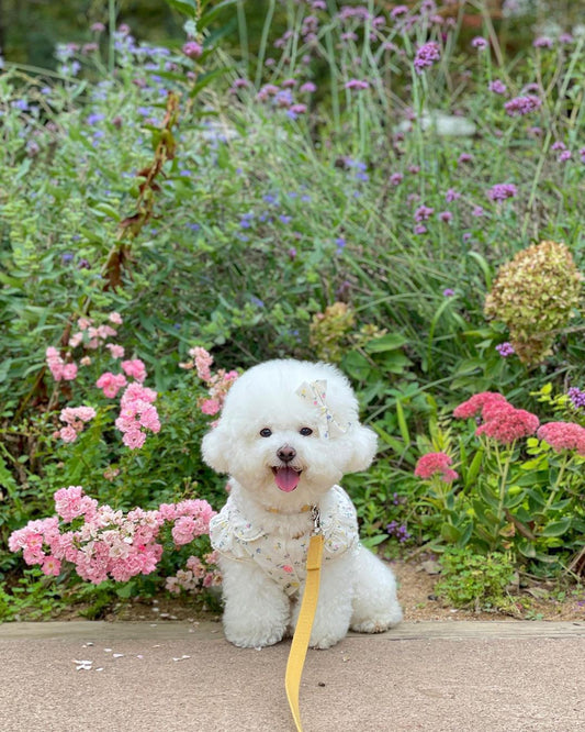 Springtime Blossoms: Adorable Floral Pet Dress for Stylish Pups