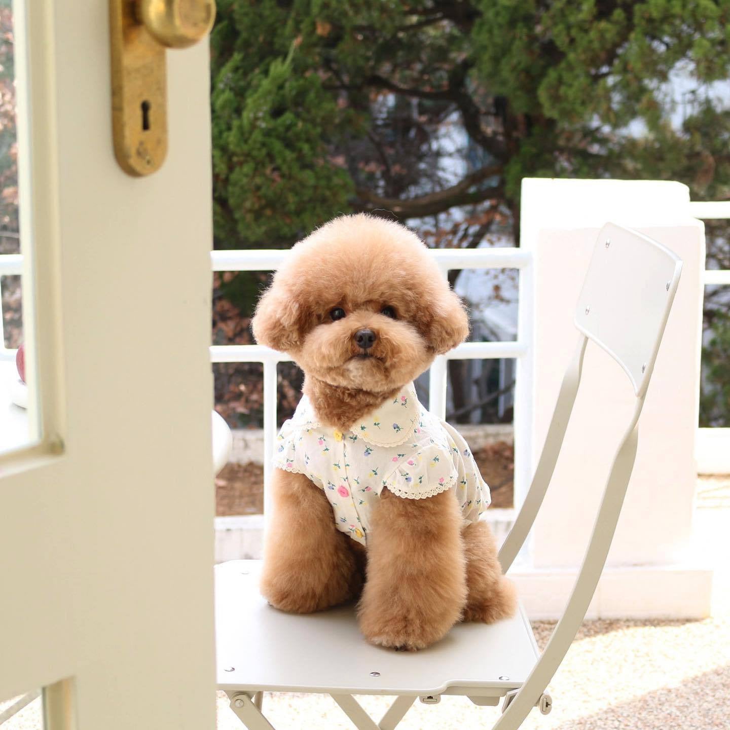 Springtime Blossoms: Adorable Floral Pet Dress for Stylish Pups