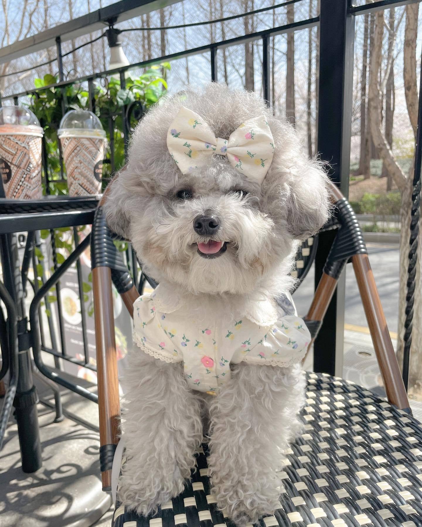 Springtime Blossoms: Adorable Floral Pet Dress for Stylish Pups